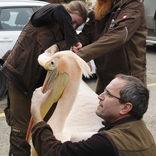 Do Zoo Brno se po 30 letech vrátili pelikáni